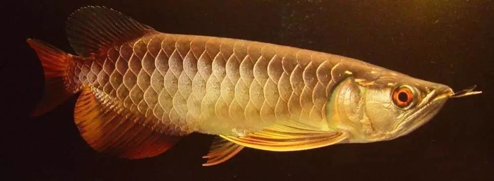 過背金龍鑒別方法：如何鑒別過背金龍魚