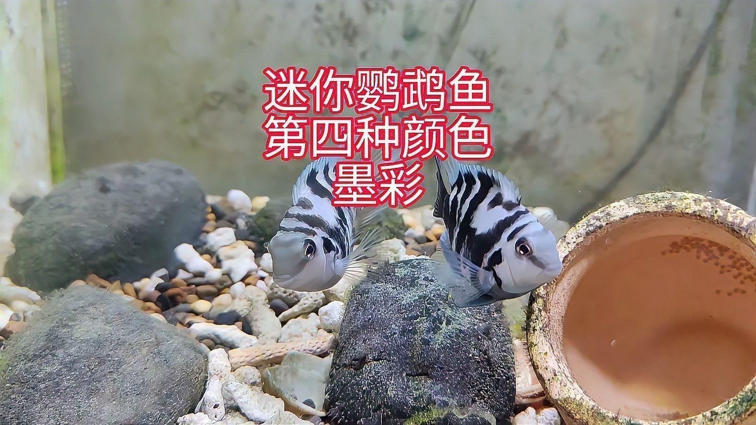 迷你鸚鵡魚的四種顏色