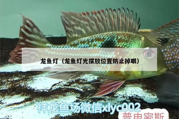 龍魚燈怎樣擺放不掉眼睛：龍魚燈如何正確擺放