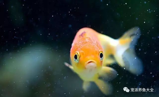 龍魚幾年停止生長