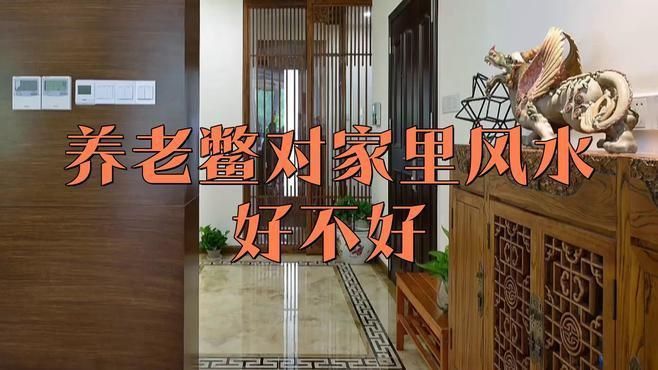 鱉在風水學中真的不<strong><mark>吉利</mark></strong>嗎？