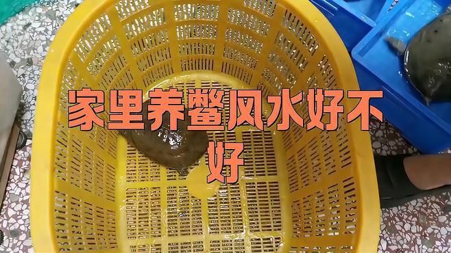 鱉在風水學中真的不吉利嗎？