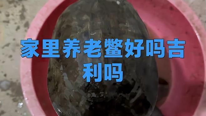 鱉在風水學中真的不吉利嗎？