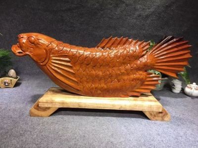 緬甸金龍魚（緬甸政府已立法禁止捕撈金龍魚） 緬甸金龍魚（緬甸政府已立法禁止捕撈金龍魚） 龍魚百科 第1張