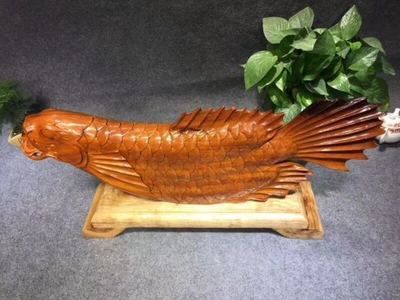 緬甸金龍魚（緬甸政府已立法禁止捕撈金龍魚） 緬甸金龍魚（緬甸政府已立法禁止捕撈金龍魚） 龍魚百科 第5張
