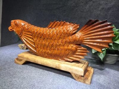 緬甸金龍魚（緬甸政府已立法禁止捕撈金龍魚） 緬甸金龍魚（緬甸政府已立法禁止捕撈金龍魚） 龍魚百科 第3張