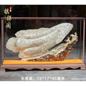 緬甸金龍魚（緬甸政府已立法禁止捕撈金龍魚） 緬甸金龍魚（緬甸政府已立法禁止捕撈金龍魚） 龍魚百科 第4張