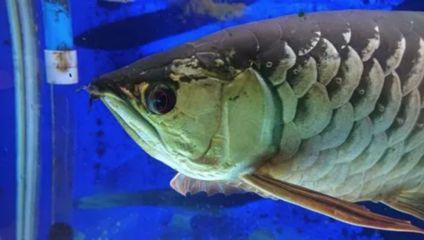 銀龍魚全身都是白的膜怎么回事（銀龍魚全身覆蓋白膜可能由多種因素引起）