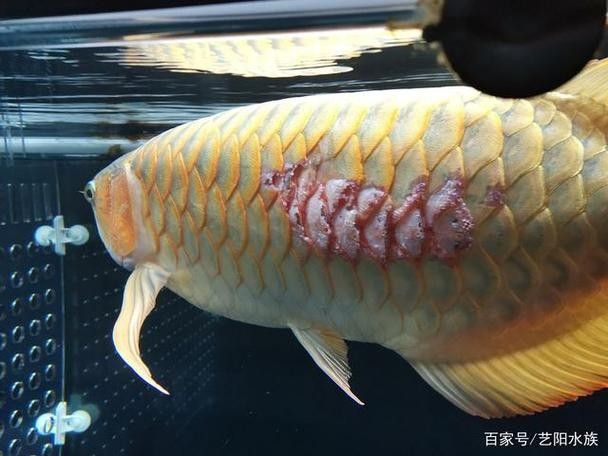 龍魚鱗片潰爛怎么治療圖片