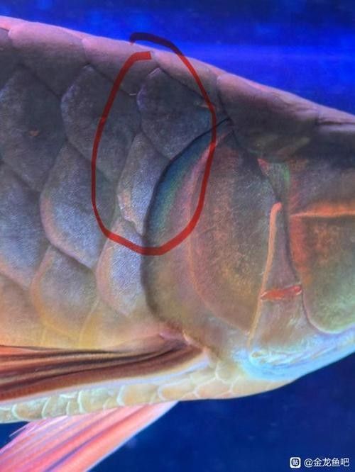 龍魚鱗片潰爛怎么治療圖片