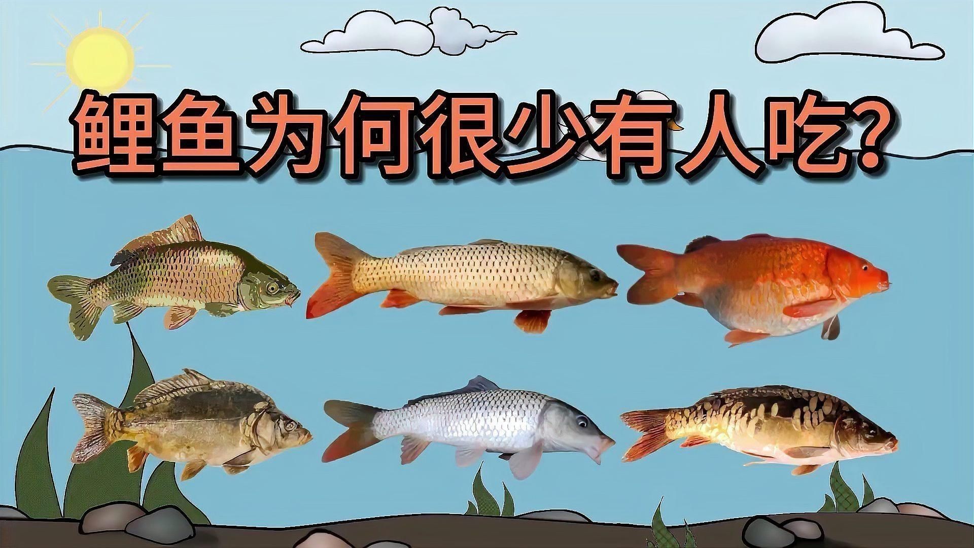 鯉魚為何要盡量少吃 鯉魚為何要盡量少吃 龍魚百科 第5張