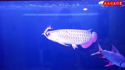 一米龍魚工作室（一米龍魚工作室的地址位于深圳市福田區華強北街道深南中路與福華路交匯處） 一米龍魚工作室（一米龍魚工作室的地址位于深圳市福田區華強北街道深南中路與福華路交匯處） 龍魚百科 第4張