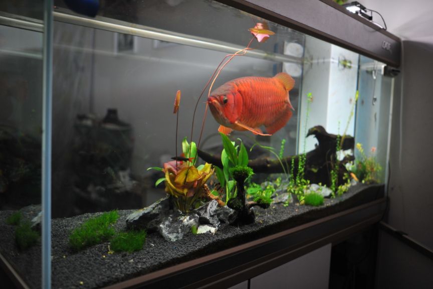 龍魚總是在缸底游來游去的：為什么龍魚總是在缸底游動？