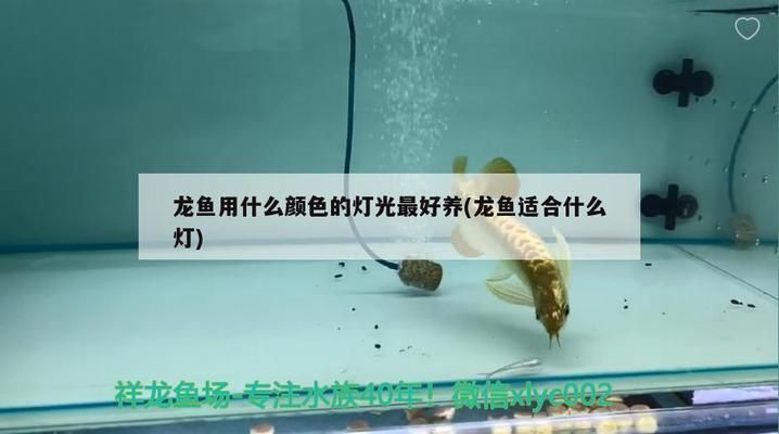 龍魚對燈光顏色的要求是什么：龍魚對燈光顏色有什么要求？