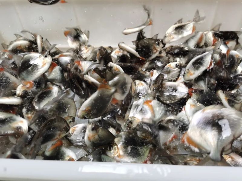 白子金龍的培育難度大嗎？ 白子金龍的培育難度大嗎？ 龍魚百科 第9張