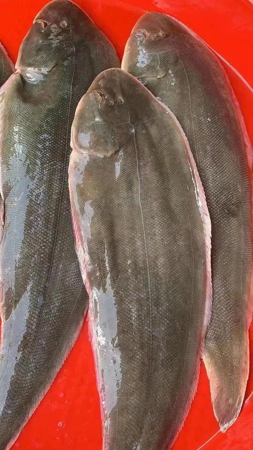 龍利魚和龍魚的區別是什么