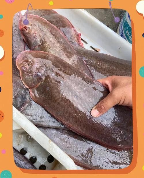 龍利魚和龍魚的區別是什么