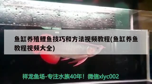 龍魚混養什么魚好：龍魚混養的最好搭配