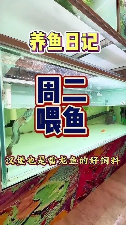 雷龍魚(yú)喂什么長(zhǎng)的快