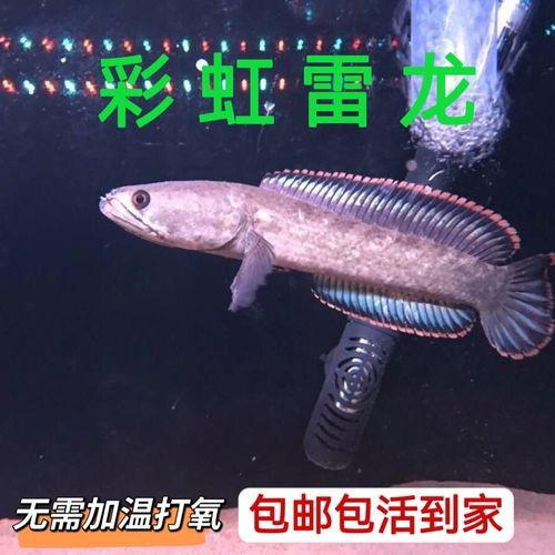 南鱧雷龍魚圖片