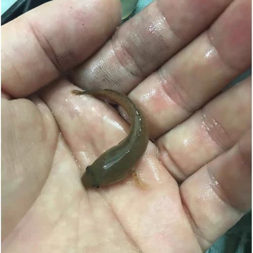 南鱧雷龍魚圖片