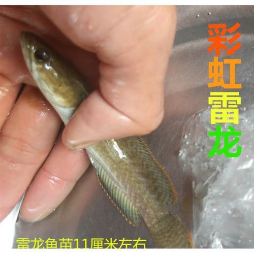 南鱧雷龍魚圖片