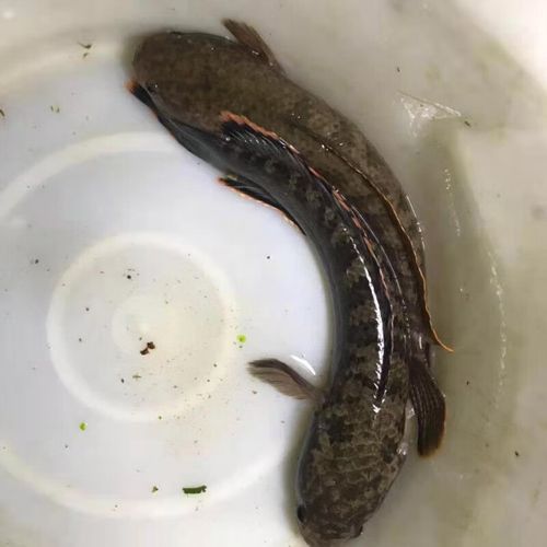 南鱧雷龍魚圖片