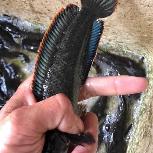 南鱧雷龍魚圖片