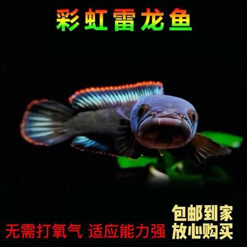 南鱧雷龍魚圖片