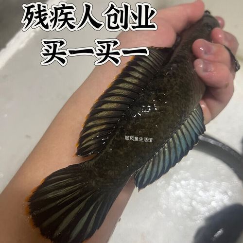 南鱧雷龍魚圖片