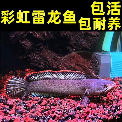 南鱧雷龍魚圖片