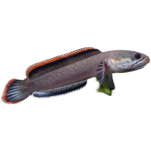 南鱧雷龍魚圖片