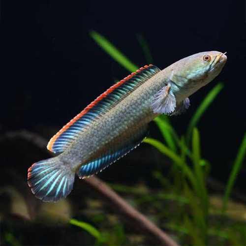 南鱧雷龍魚圖片
