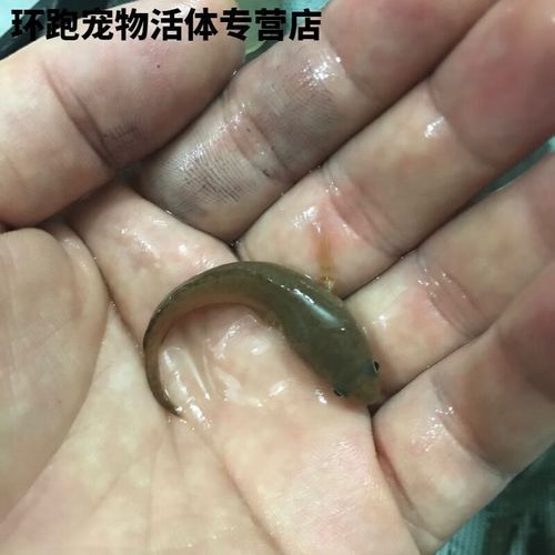南鱧雷龍魚圖片