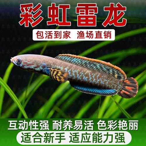 南鱧雷龍魚圖片