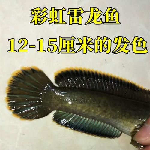 南鱧雷龍魚圖片