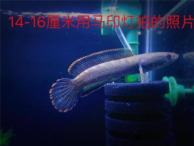 南鱧雷龍魚圖片
