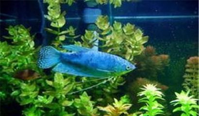 藍龍魚長多大：藍龍魚的體長一般在10-15厘米之間