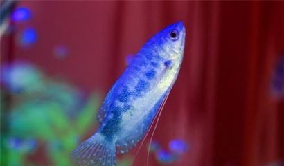 藍龍魚長多大：藍龍魚的體長一般在10-15厘米之間