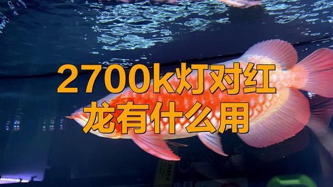 運動相機拍攝紅龍魚效果如何？