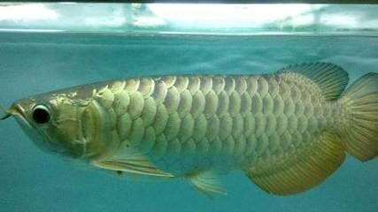 龍魚游動無力怎么回事（龍魚游動無力可能由多種因素引起，以下可能是疾病的表現） 龍魚游動無力怎么回事（龍魚游動無力可能由多種因素引起，以下可能是疾病的表現） 龍魚百科 第1張