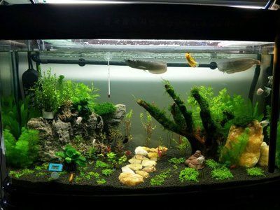 龍魚新缸開缸多久喂食最好：龍魚新缸開缸多久喂食 龍魚新缸開缸多久喂食最好：龍魚新缸開缸多久喂食 龍魚百科 第3張