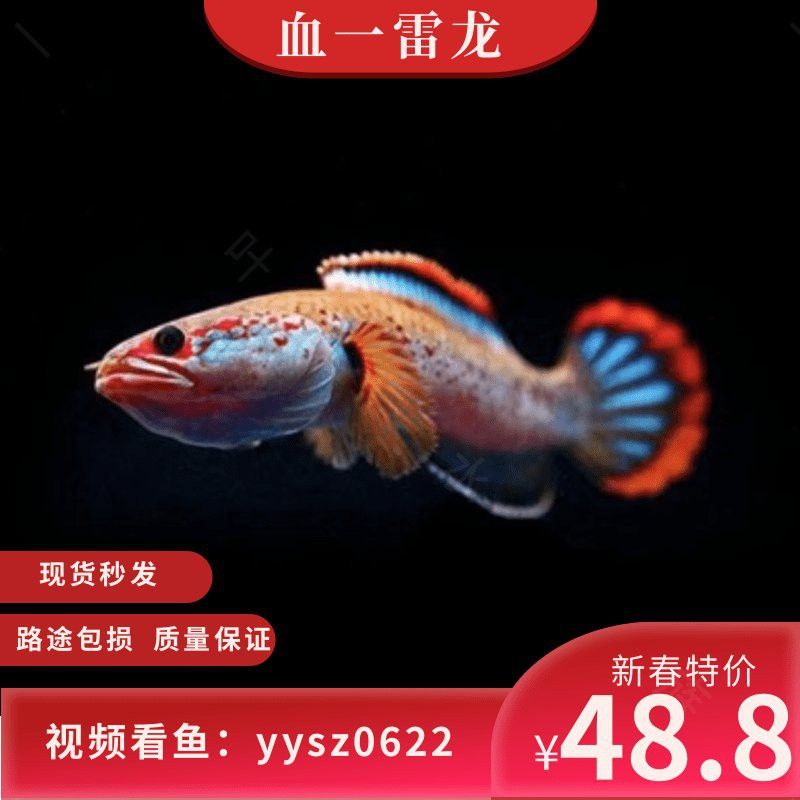 血斑雷龍魚1型活潑么