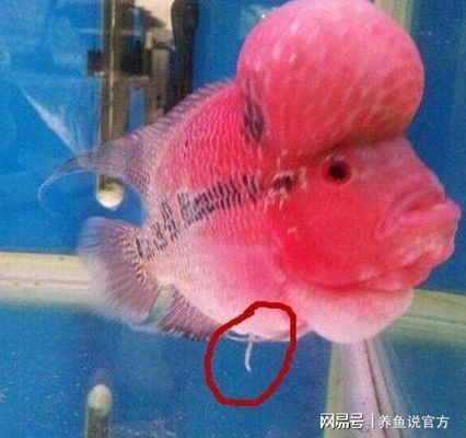 紅魔王銀版魚常見疾病預防，紅魔王銀版魚常見疾病及其預防措施
