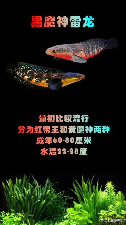 雷龍魚體型大小排行圖鑒 雷龍魚體型大小排行圖鑒 龍魚百科 第22張
