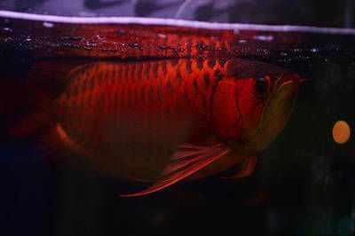 紅血金龍魚價格多少錢：紅血金龍魚多少錢一條(金龍魚多少錢一條 紅血金龍魚價格多少錢：紅血金龍魚多少錢一條(金龍魚多少錢一條 龍魚百科 第7張