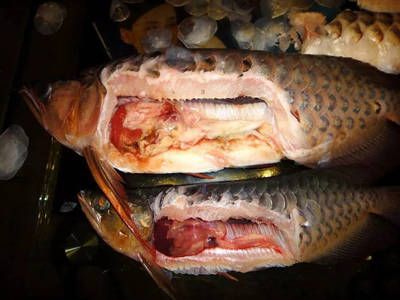怎么促進龍魚消化食物：如何促進龍魚消化食物 怎么促進龍魚消化食物：如何促進龍魚消化食物 龍魚百科 第1張