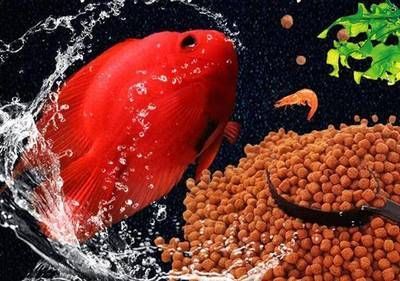 怎么促進龍魚消化食物：如何促進龍魚消化食物 怎么促進龍魚消化食物：如何促進龍魚消化食物 龍魚百科 第2張