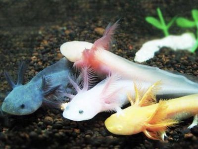 六角恐龍魚尾巴斷了可以再生嗎：六角恐龍魚尾巴斷了可以再生的尾巴斷了可以再生嗎