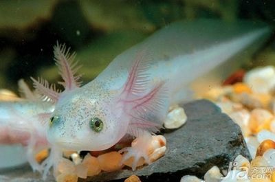 六角恐龍魚尾巴斷了可以再生嗎：六角恐龍魚尾巴斷了可以再生的尾巴斷了可以再生嗎